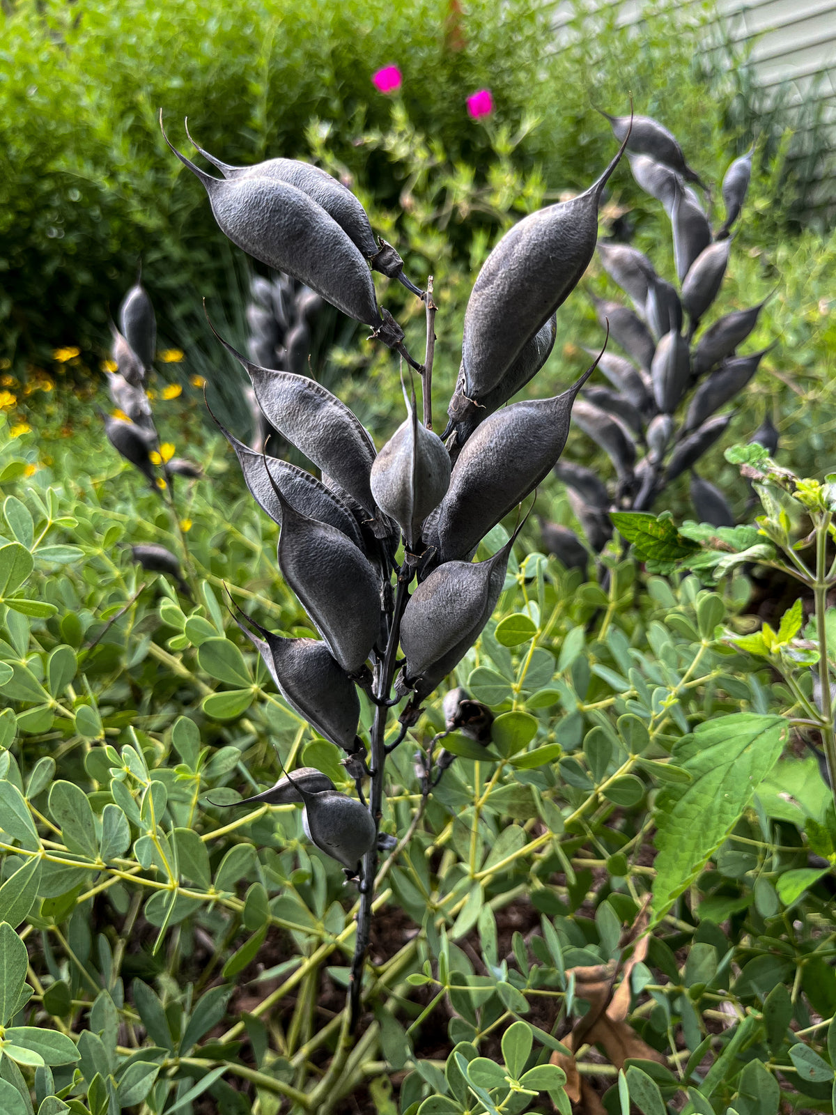 baptista flower seeds Baptisia minor – Flower of Carolina