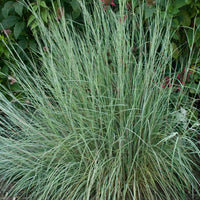 Schizachyrium scoparium 'Prairie Blues'