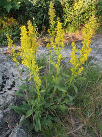 Solidago speciosa