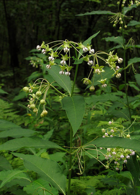 Asclepias exaltata