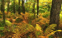 Osmunda cinnamomea