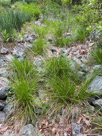 SALE Carex vulpinoidea