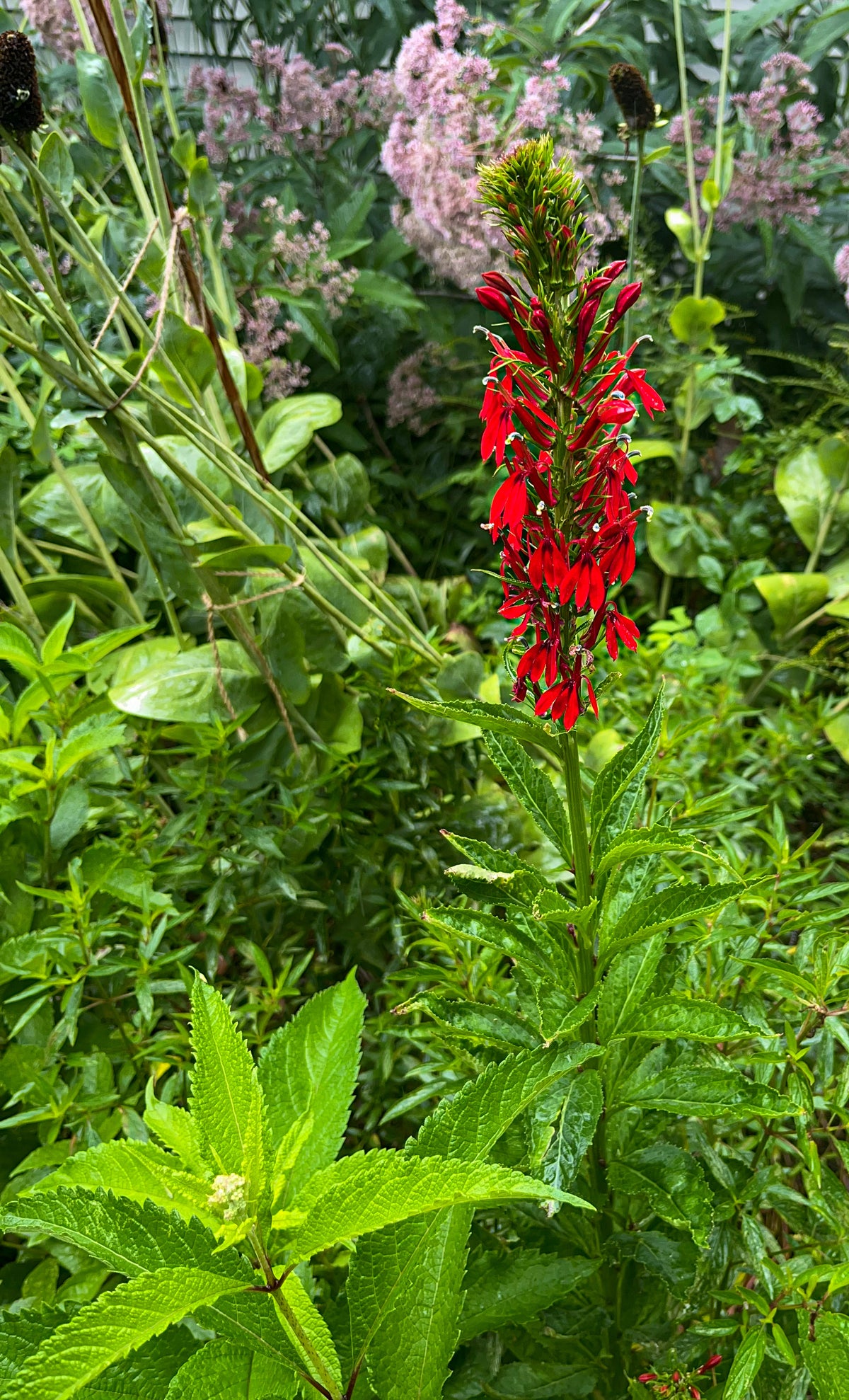 Lobelia cardinalis