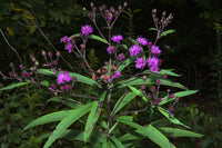 Vernonia noveboracensis