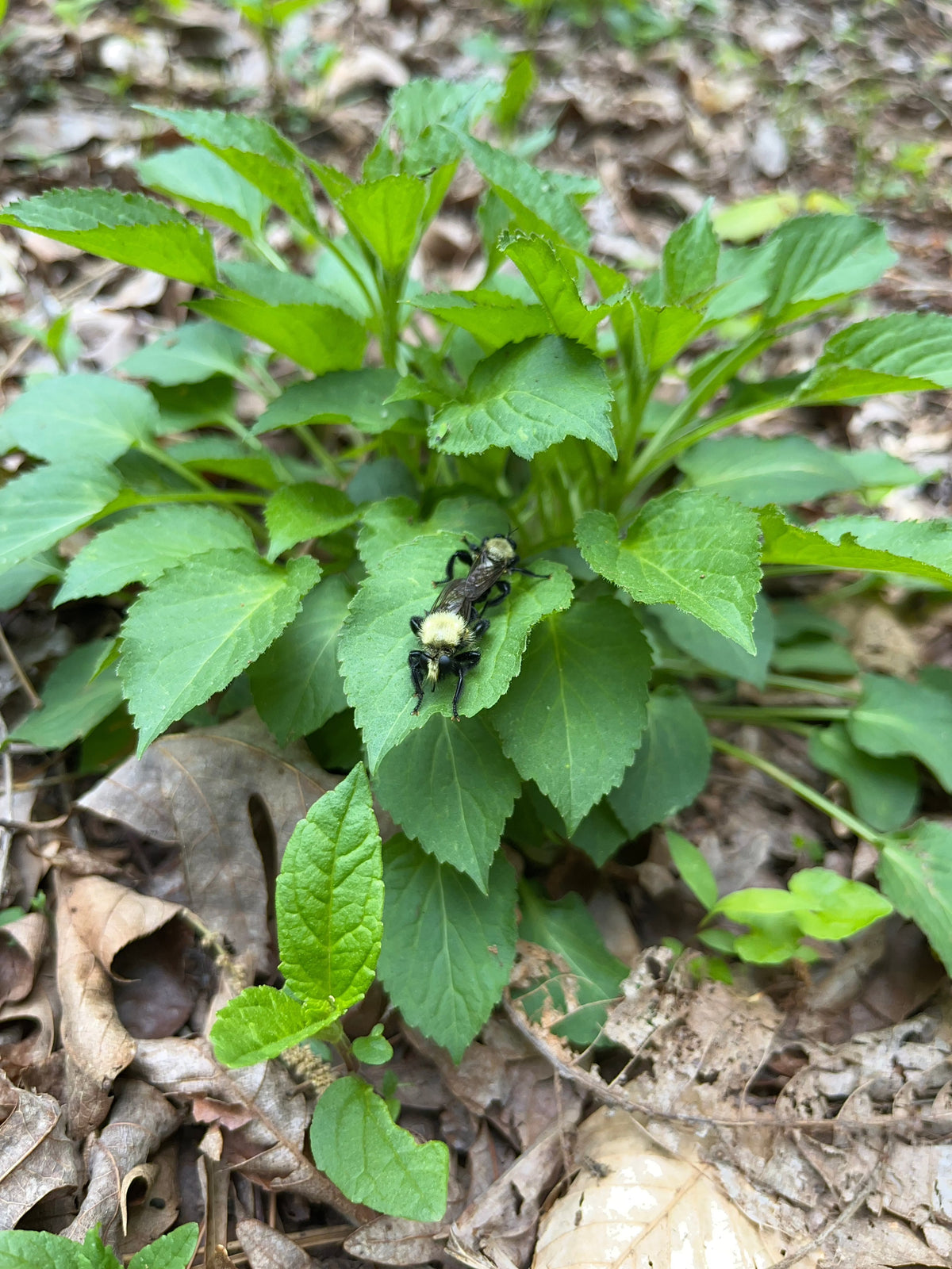 Campanulastrum americana