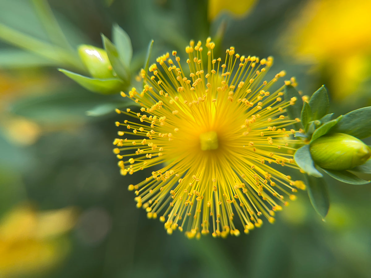 Hypericum frondosum