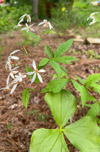 Gillenia stipulata