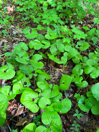 Asarum canadense