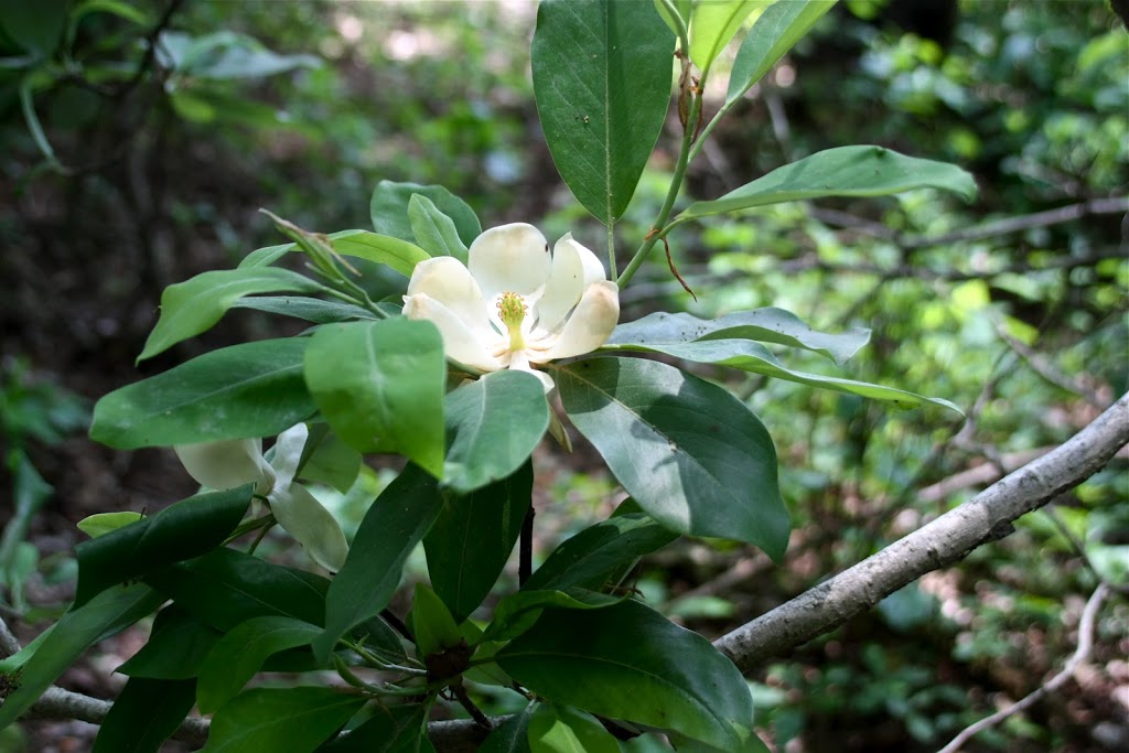 Magnolia virginiana