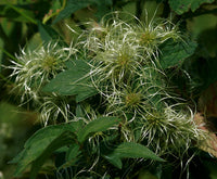 Clematis virginiana