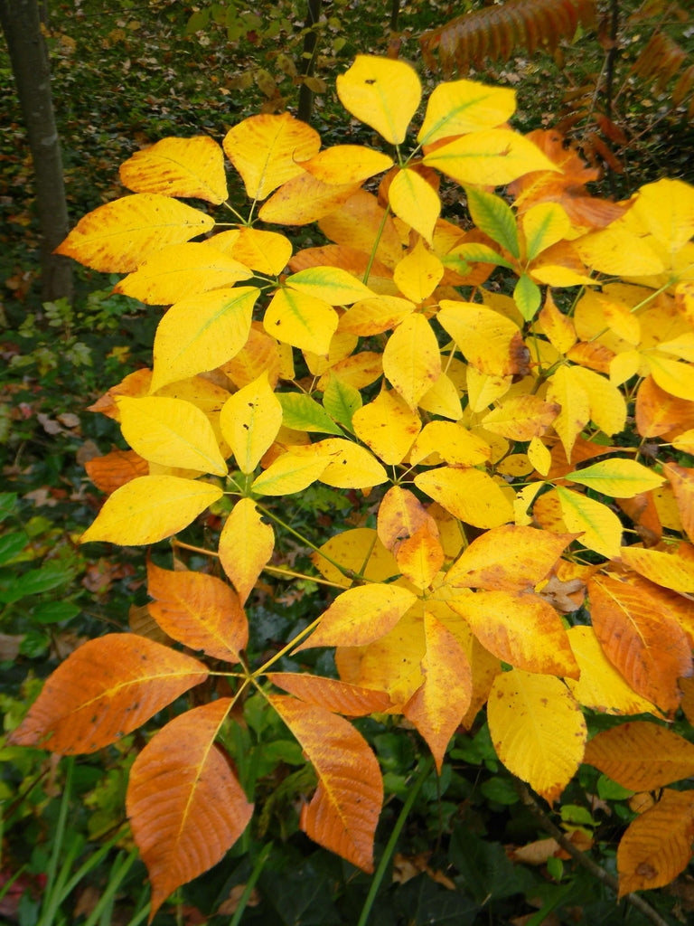 Aesculus pavia