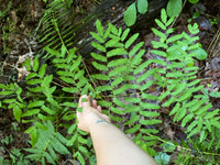 Osmunda spectabilis