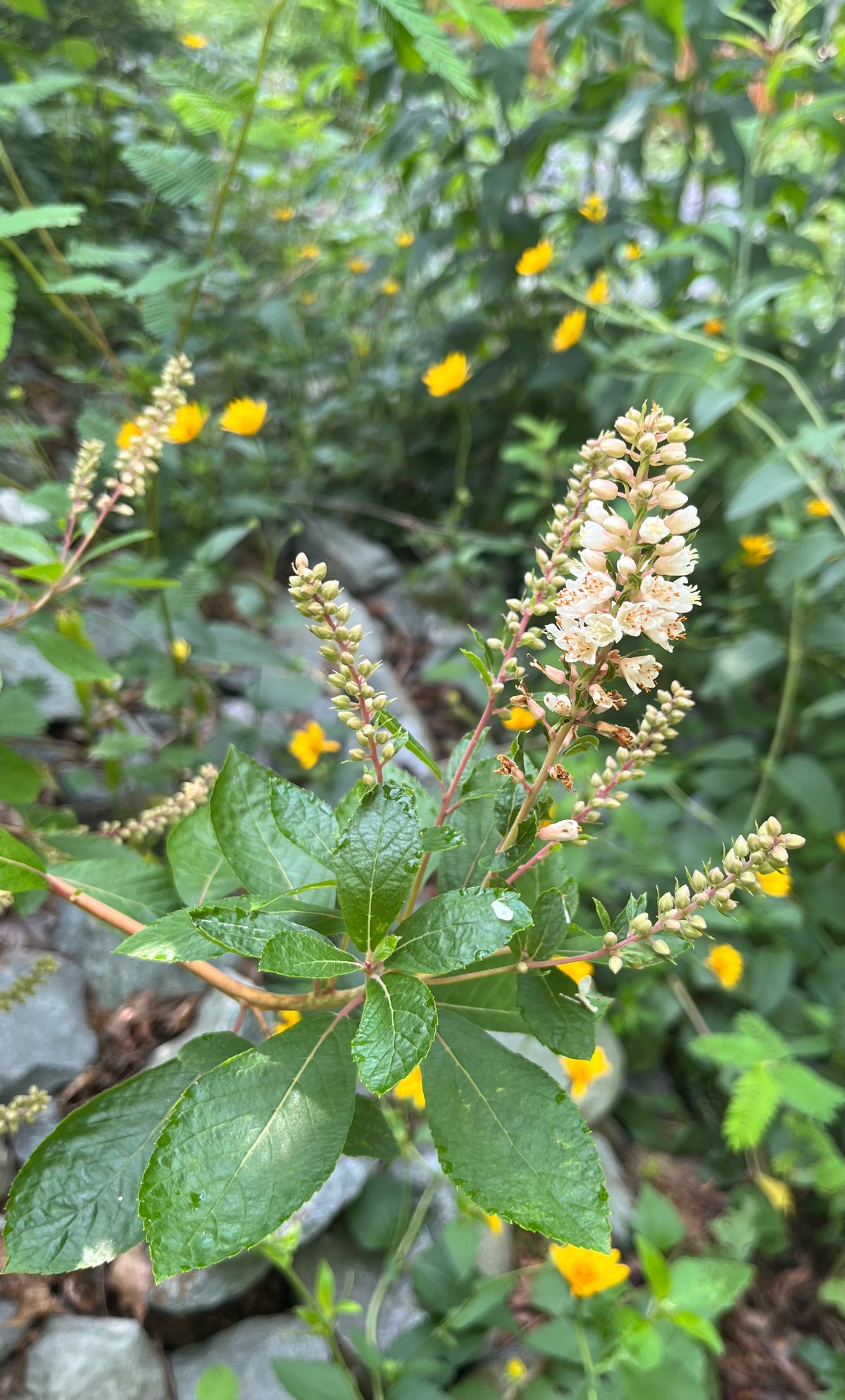 Clethra alnifolia