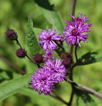 Vernonia noveboracensis