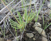 Phemeranthus teretifolius