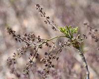 Xanthorhiza simplicissima