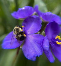 Tradescantia virginiana