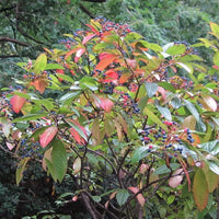 Viburnum nudum