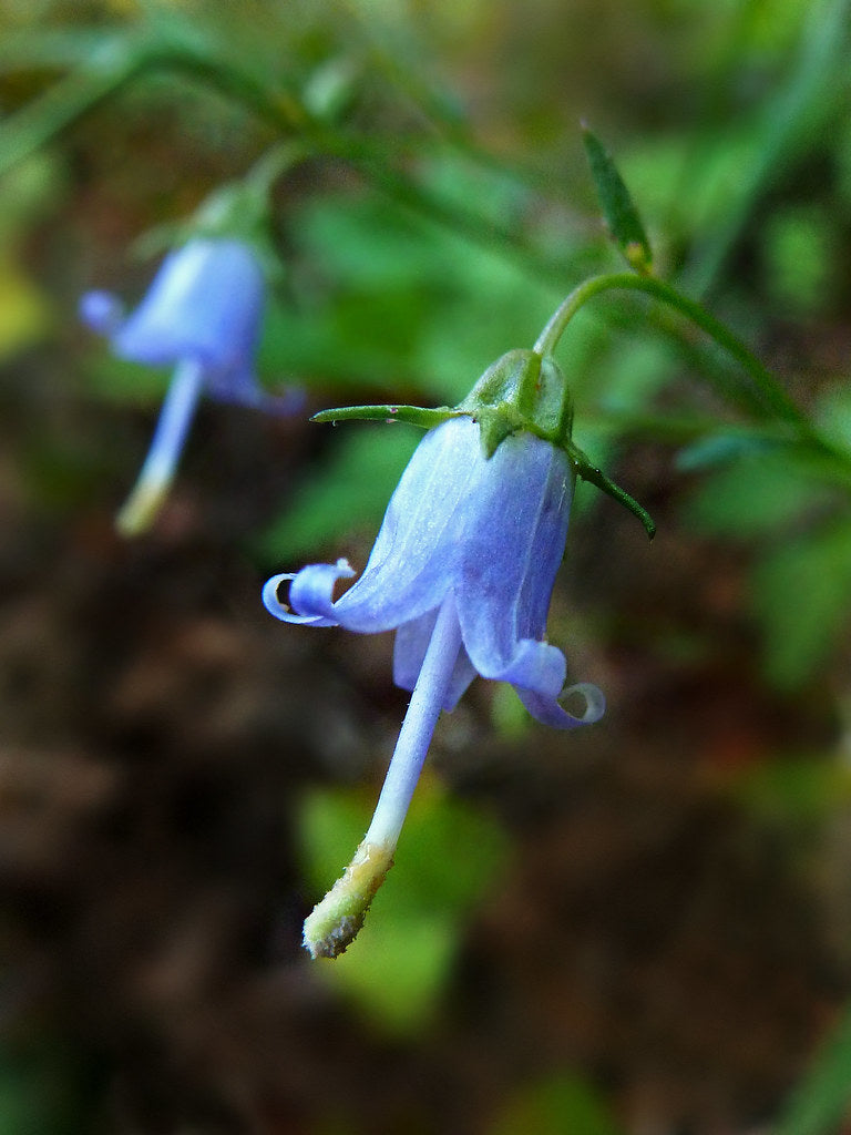 Campanula divaricata