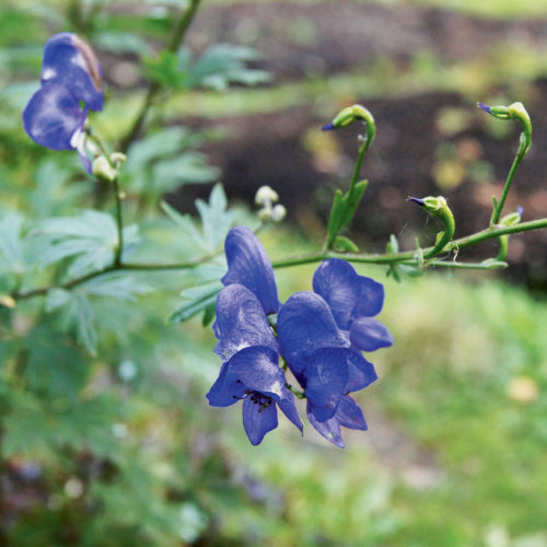 Aconitum uncinatum