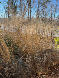 Panicum virgatum 'Cloud Nine'