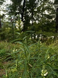 Chelone glabra