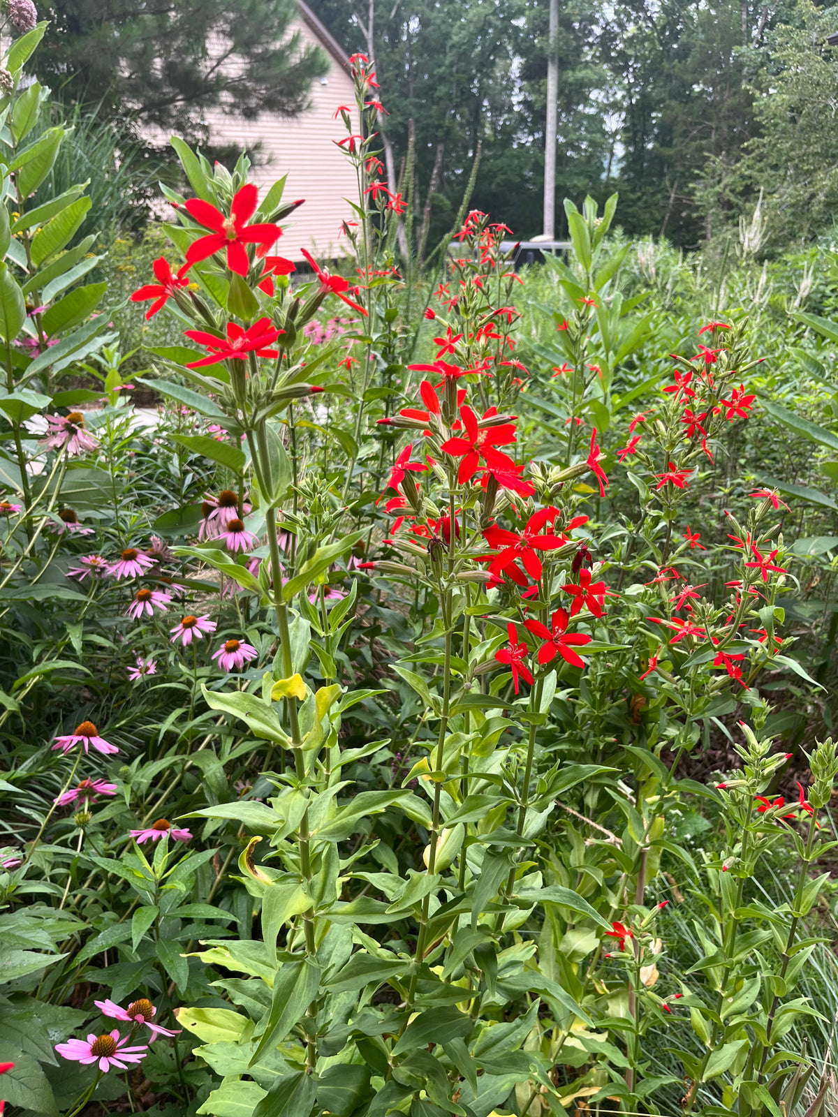 Silene regia