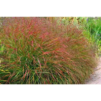 Panicum virgatum 'Shenandoah'