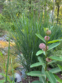 Panicum virgatum 'Cloud Nine'