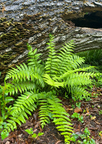 Osmunda cinnamomea