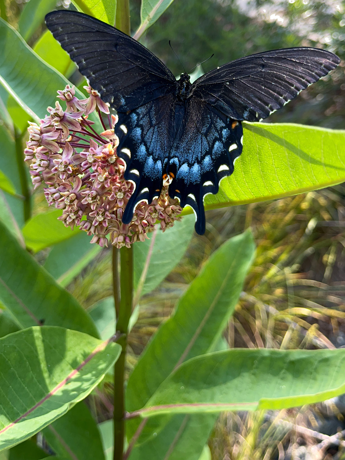 Asclepias syriaca