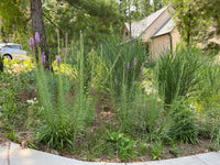 Panicum virgatum 'Cloud Nine'