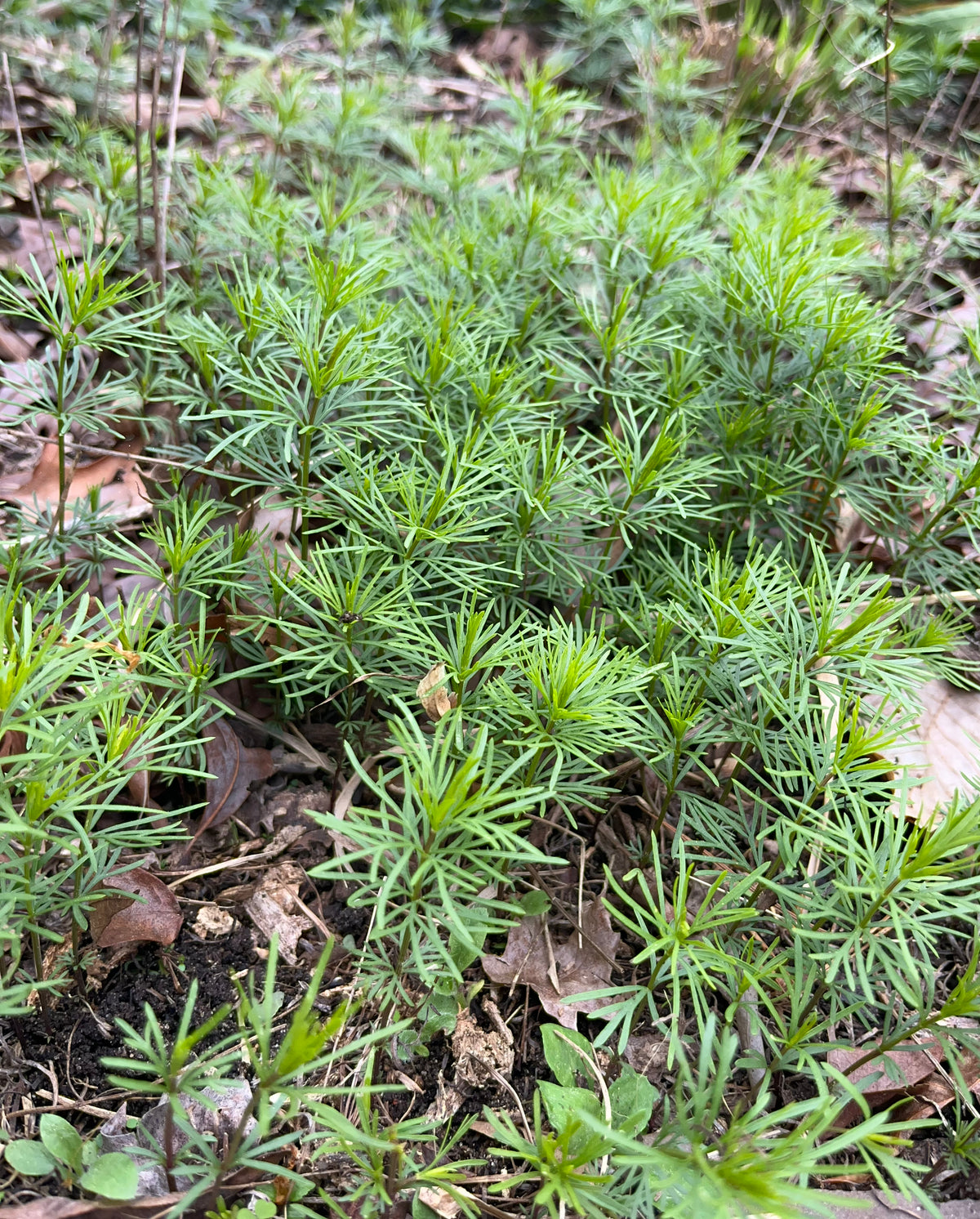 Coreopsis verticillata