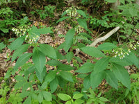 Asclepias exaltata