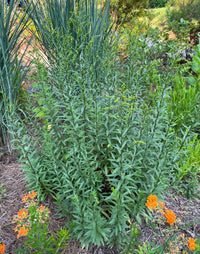 Solidago juncea