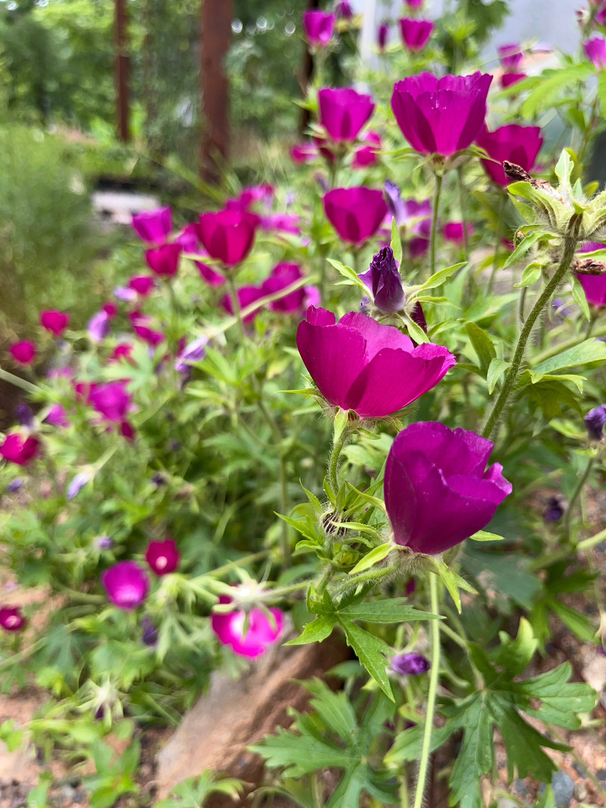 Callirhoe involucrata