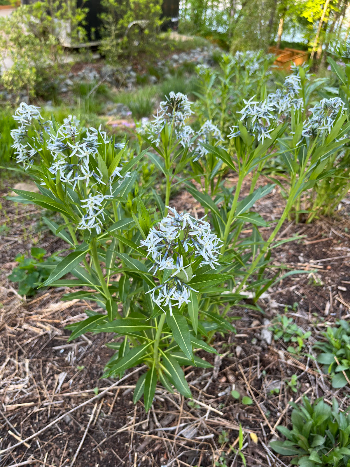 Amsonia tabernaemontana