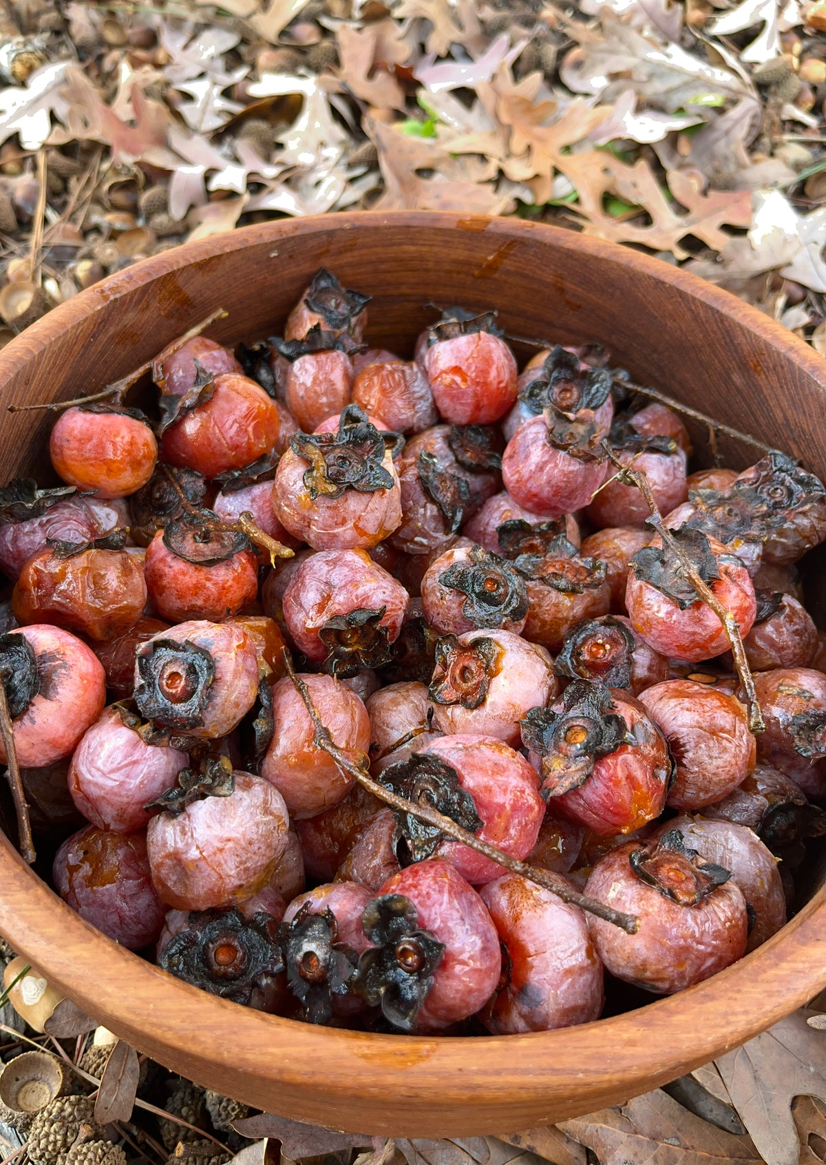Diospyros virginiana / American Persimmon (Ebony Family)