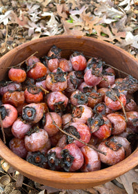 Diospyros virginiana / American Persimmon (Ebony Family)