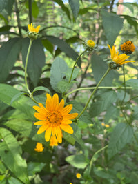 Heliopsis helianthoides