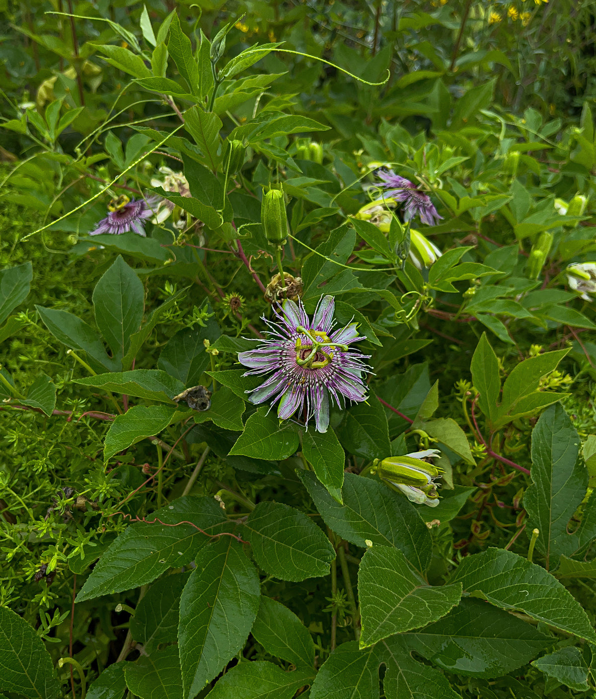 Passiflora incarnata