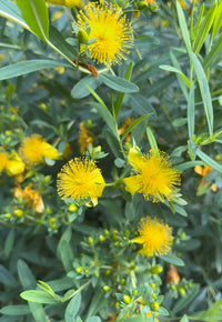 Hypericum frondosum