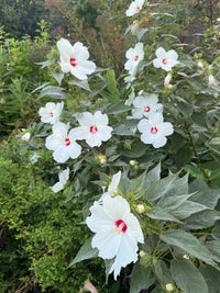 Hibiscus moscheutos