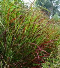 Panicum virgatum 'Shenandoah'