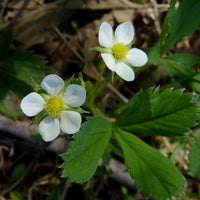 Fragaria virginiana