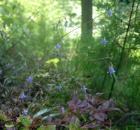 Campanula divaricata