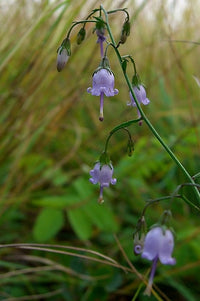 Campanula divaricata