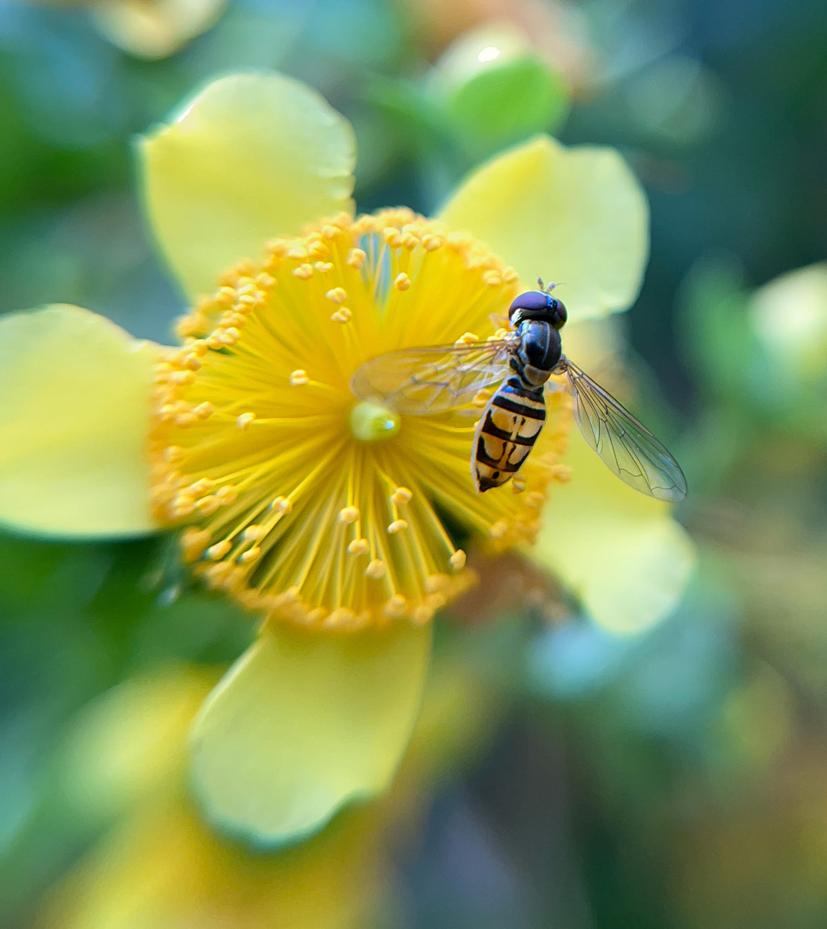 Hypericum frondosum