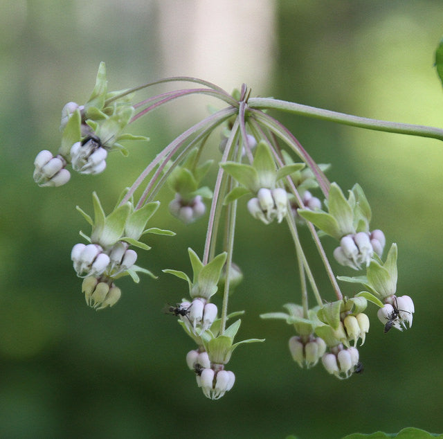 Asclepias exaltata