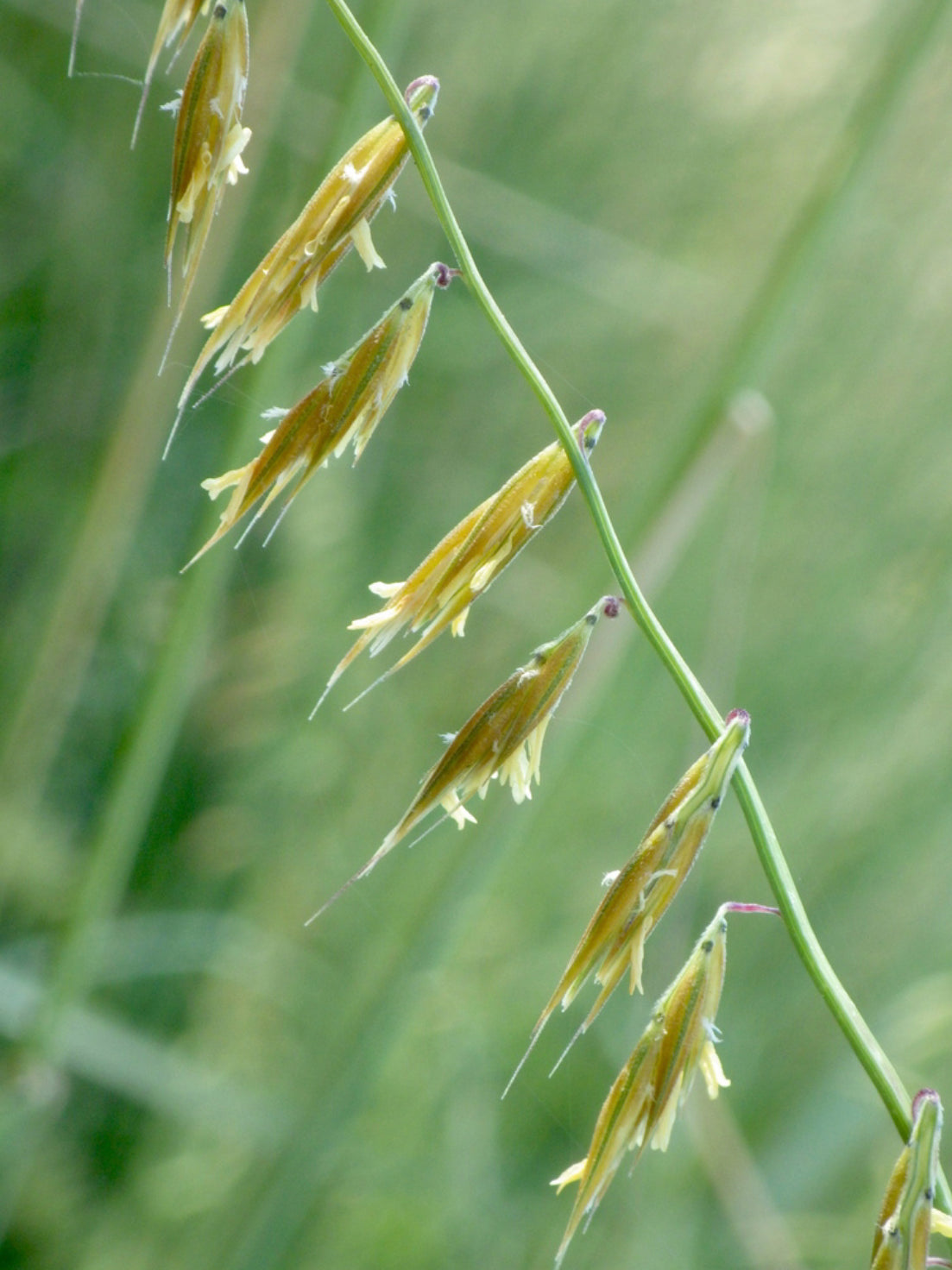 Bouteloua curtipendula